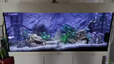 Anubien Paradies von Turri