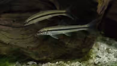 Apareiodon hasemani im Aquarium halten