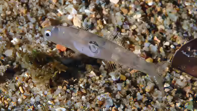 Aphia minuta im Aquarium halten