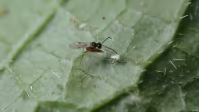 Aphidius colemani im Gartenteich halten