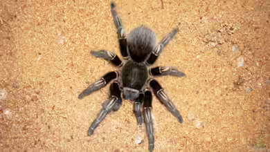 Aphonopelma seemanni im Terrarium halten