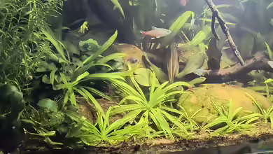 Aphyocharax rathbuni im Aquarium halten