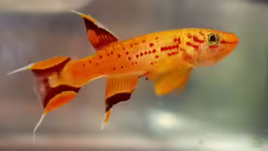 Aphyosemion australe im Aquarium halten