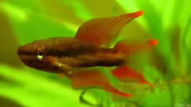 Aphyosemion bivittatum im Aquarium halten