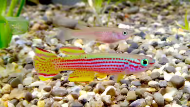 Aphyosemion striatum im Aquarium halten