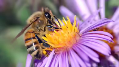 Apis mellifera im Garten
