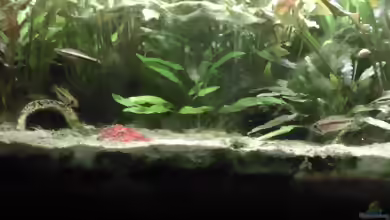 Apistogramma allpahuayo im Aquarium halten
