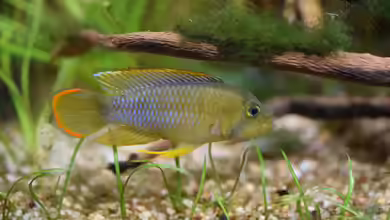 Apistogramma-Arten richtig vergesellschaften - Der umfassende Leitfaden für ein harmonisches Aquarium
