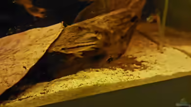 Apistogramma bitaeniata im Aquarium halten