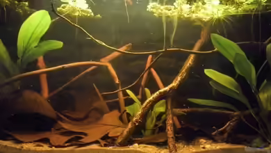 Apistogramma borelli "Opal" von Patrick Scheffer