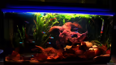 Apistogramma borelli von Tobi-D