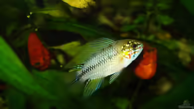 Apistogramma borellii im Aquarium halten