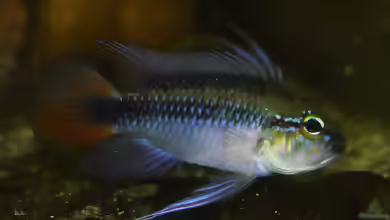 Apistogramma erythrura im Aquarium halten