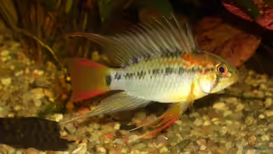 Apistogramma macmasteri im Aquarium halten