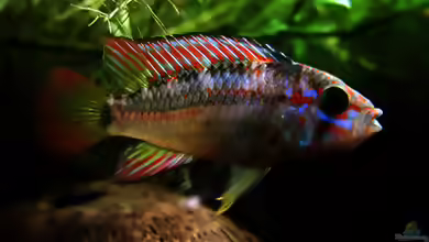 Apistogramma ortegai im Aquarium halten