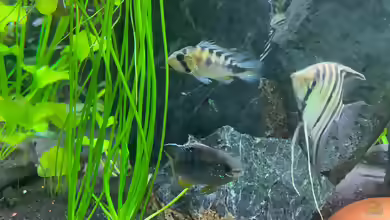 Apistogramma rositae im Aquarium halten