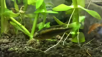 Apistogramma sp. Wilhelmi im Aquarium halten