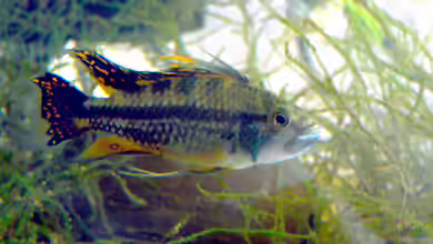 Apistogrammas im Aquarium halten