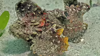 Aploactisoma milesii im Aquarium halten