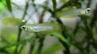 Aplocheilichthys: Leuchtaugenfische mit feinem Charakter