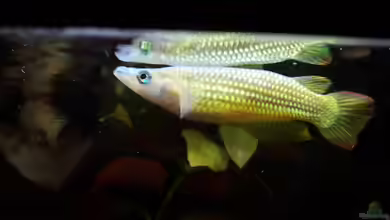 Aplocheilus lineatus im Aquarium halten