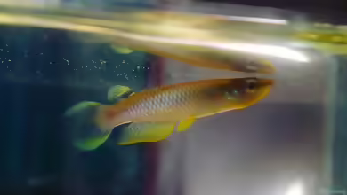 Aplocheilus panchax im Aquarium halten