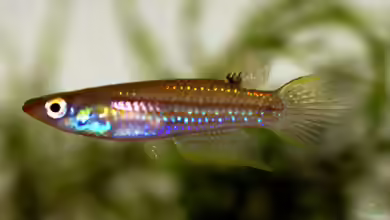 Aplocheilus parvus im Aquarium halten