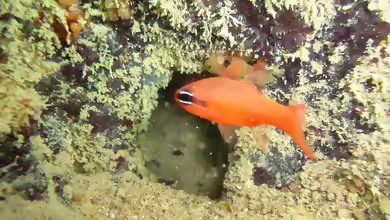 Apogon americanus im Aquarium halten