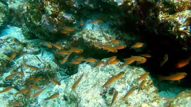 Apogon atradorsatus im Aquarium halten