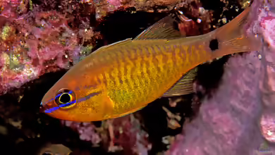 Apogon coccineus im Aquarium halten