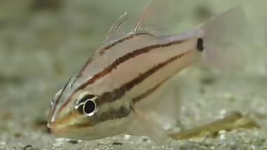 Apogon doederleini im Aquarium halten
