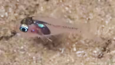 Apogon erythrinus im Aquarium halten