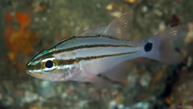 Apogon fukuii im Aquarium halten