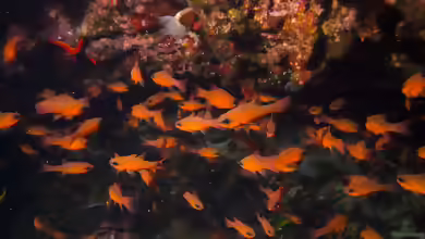 Apogon imberbis im Aquarium halten