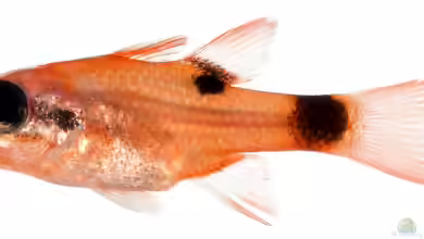 Apogon maculatus im Aquarium halten