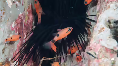 Apogon pseudomaculatus im Aquarium halten