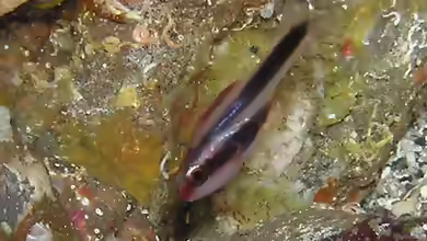 Apogon semiornatus im Aquarium halten
