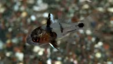 Apogonichthyoides cathetogramma im Aquarium halten