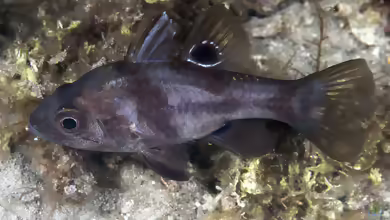 Apogonichthyoides melas im Aquarium halten