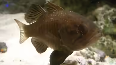 Apogonichthyoides niger im Aquarium halten
