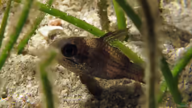 Apogonichthyoides timorensis im Aquarium halten