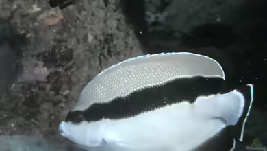 Apolemichthys arcuatus im Aquarium halten