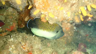Apolemichthys kingi im Aquarium halten