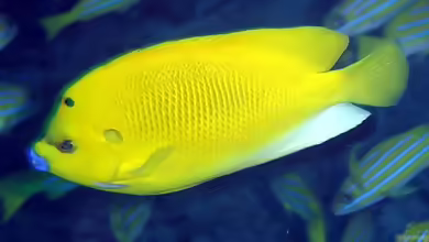 Apolemichthys trimaculatus im Aquarium halten