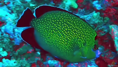 Apolemichthys xanthopunctatus im Aquarium halten