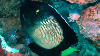 Apolemichthys xanthotis im Aquarium halten