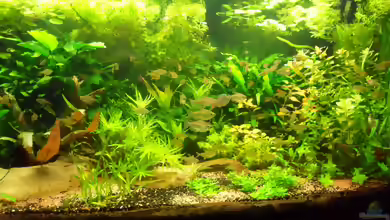 Aponogeton crispus im Aquarium