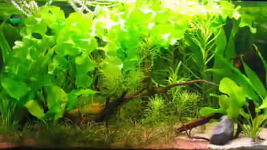 Aponogeton ulvaceus im Aquarium pflanzen