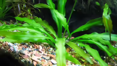 Aponogeton undulatus im Aquarium