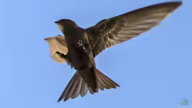 Apus apus im Garten